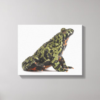Seitenansicht eines beleuchteten Toad mit oriental Leinwanddruck