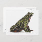 Seitenansicht eines beleuchteten Toad mit oriental Postkarte (Vorne/Hinten)