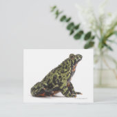 Seitenansicht eines beleuchteten Toad mit oriental Postkarte (Stehend Vorderseite)