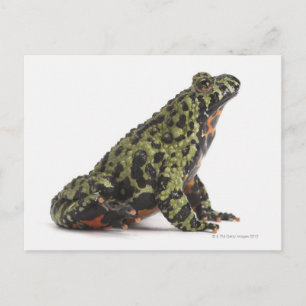 Seitenansicht eines beleuchteten Toad mit oriental Postkarte