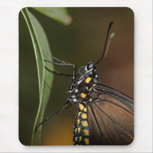 Seitenansicht eines langen Flügels Mousepad