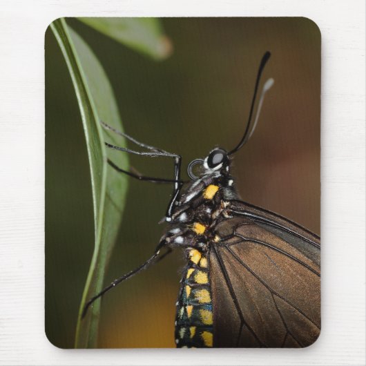 Seitenansicht eines langen Flügels Mousepad (Vorne)