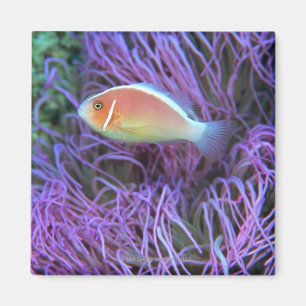 Seitenansicht eines rosa Anemonenfisches, Okinawa, Magnet