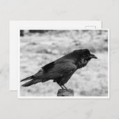 Seitenansicht eines Vogels, Gemeinsamer Rabe in Sc Postkarte (Vorne/Hinten)