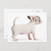 Seitenansicht von Chihuahua Puppy (10 Wochen alt) Postkarte (Vorne/Hinten)