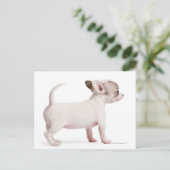 Seitenansicht von Chihuahua Puppy (10 Wochen alt) Postkarte (Stehend Vorderseite)