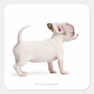 Seitenansicht von Chihuahua Puppy (10 Wochen alt) Quadratischer Aufkleber