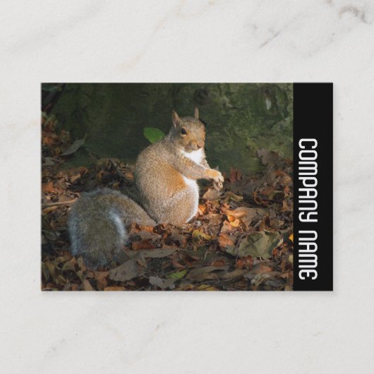 Seitliche Band - Graues Eichhörnchen Visitenkarte (Vorderseite)