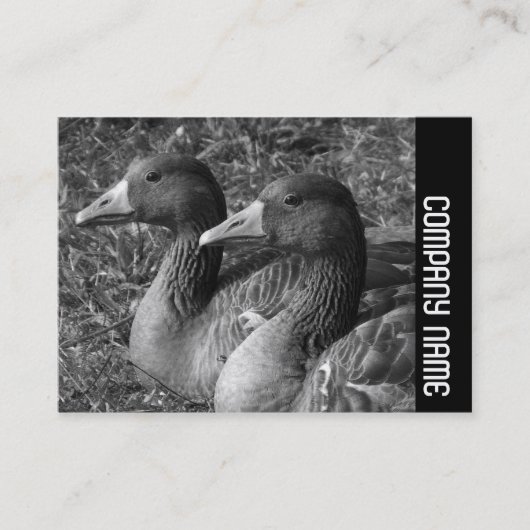 Seitliche Band - Grauhaese B&W Visitenkarte (Vorderseite)