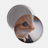 Seitwärtsblick-Katzen-Meme Magnet (Vorderseite/Rückseite)