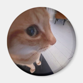 Seitwärtsblick-Katzen-Meme Magnet