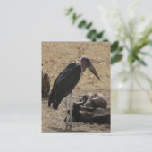 Sekretär für Vögel Postkarte (Stehend Vorderseite)