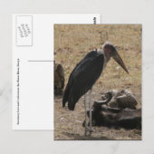 Sekretär für Vögel Postkarte (Vorne/Hinten)