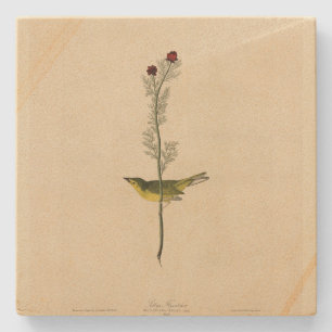 Selby's Fly Catcher - Audubons Vögel von Amerika Steinuntersetzer