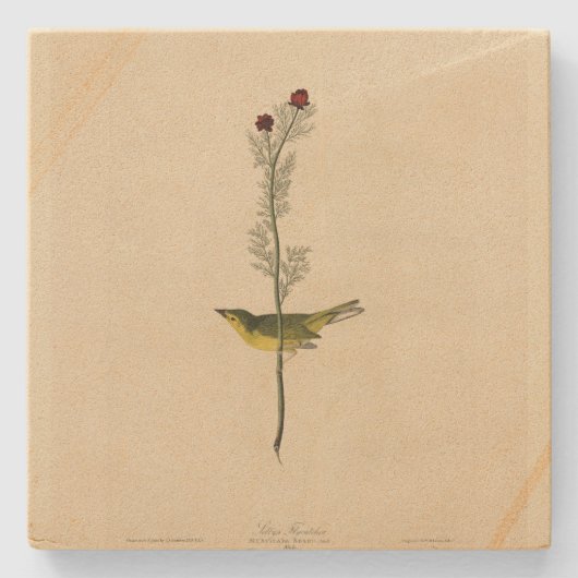 Selby's Fly Catcher - Audubons Vögel von Amerika Steinuntersetzer (Vorderseite)