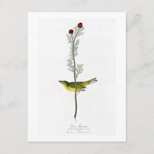 Selby's Flycatcher John Audubon Birds of America Postkarte