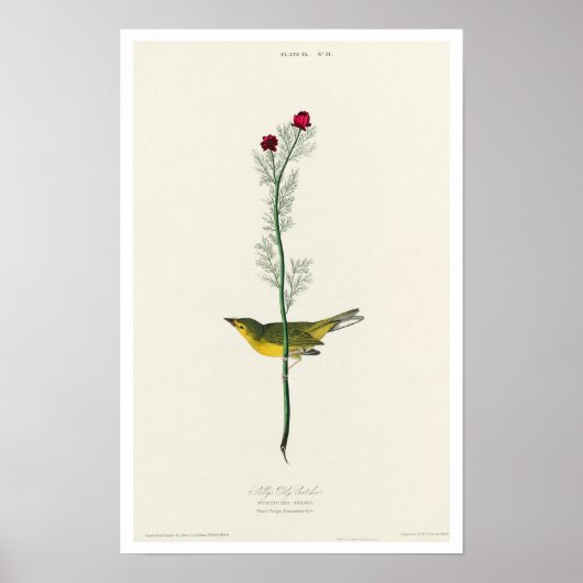 Selby's Flycatcher von Audubon Poster (Vorne)