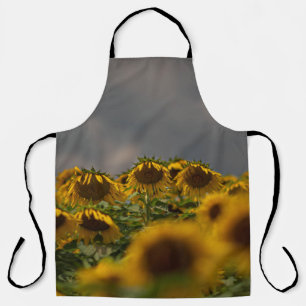 SELEKTIVE FOKUSFOTOGRAFIE VON GELBEN SONNENBLUMEN SCHÜRZE