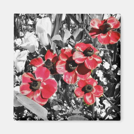 Selektive Schönheit - Magnet für Anemonenblüten (Vorne)