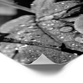 Selektives Foto der blauen Rose Poster (Ecke)