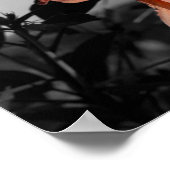 Selektives Foto für die Blume Doppelter Hibiskus a Poster (Ecke)