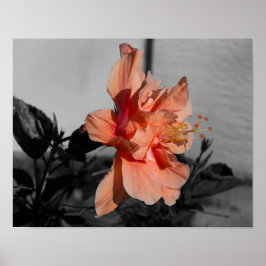 Selektives Foto für die Blume Doppelter Hibiskus a Poster