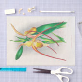 Selenipedium Grande (Orchid) von Jean Jules Linden Seidenpapier (Handwerk)