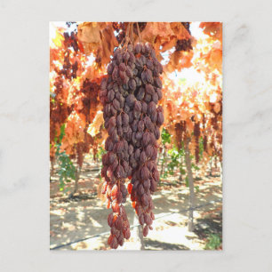 Selma Pete DOV Raisin Grapes Postkarte