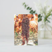 Selma Pete DOV Raisin Grapes Postkarte (Stehend Vorderseite)
