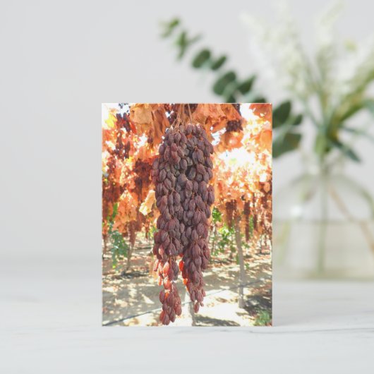 Selma Pete DOV Raisin Grapes Postkarte (Stehend Vorderseite)