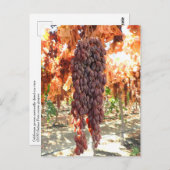 Selma Pete DOV Raisin Grapes Postkarte (Vorne/Hinten)