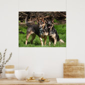 Selten Blaue Deutsche Schäferhunde Poster (Küche)