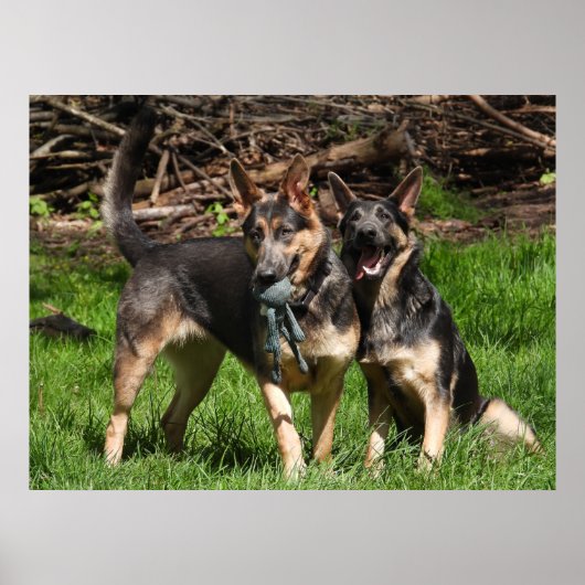 Selten Blaue Deutsche Schäferhunde Poster (Vorne)