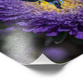 Selten Blauer Elefantenkäfer Fotodruck (Ecke)