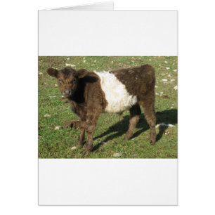 Selten Dun Belted Galloway Calf