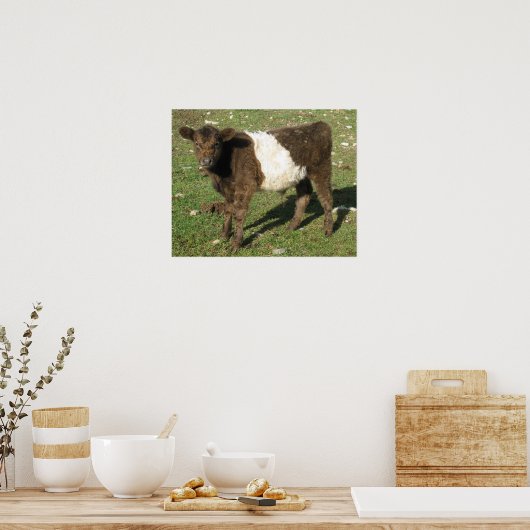 Selten Dun Belted Galloway Calf Poster (Küche)