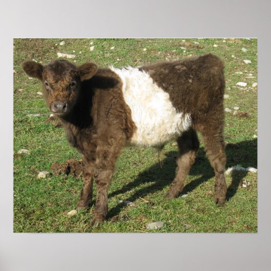 Selten Dun Belted Galloway Calf Poster (Vorne)
