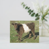 Selten Dun Belted Galloway Calf Postkarte (Stehend Vorderseite)