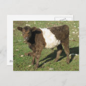Selten Dun Belted Galloway Calf Postkarte (Vorne/Hinten)