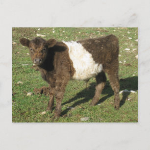 Selten Dun Belted Galloway Calf Postkarte