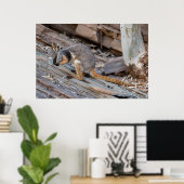 Selten Gelbfuß-Rock-Wallaby Poster (Heimbüro)
