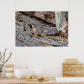 Selten Gelbfuß-Rock-Wallaby Poster (Küche)