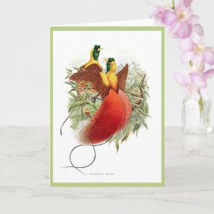 Selten Kolibris Loddigesie Mirabilis Karte