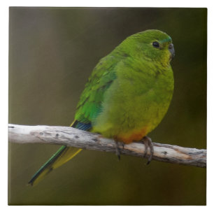 Selten Orangenbauch Papagei Bird Australien Fliese