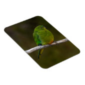 Selten Orangenbauch Papagei Bird Australien Magnet (Rechte Seite)