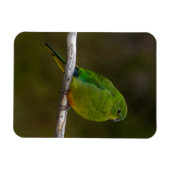 Selten Orangenbauch Papagei Bird Australien Magnet (Horizontal)