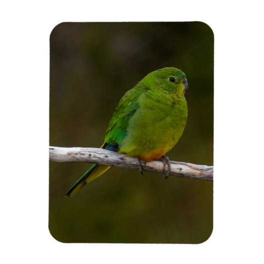 Selten Orangenbauch Papagei Bird Australien Magnet (Vertikal)