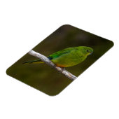 Selten Orangenbauch Papagei Bird Australien Magnet (Linke Seite)