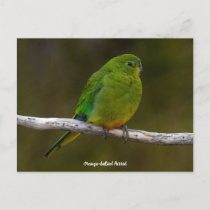 Selten Orangenbauch Papagei Bird Australien Postkarte