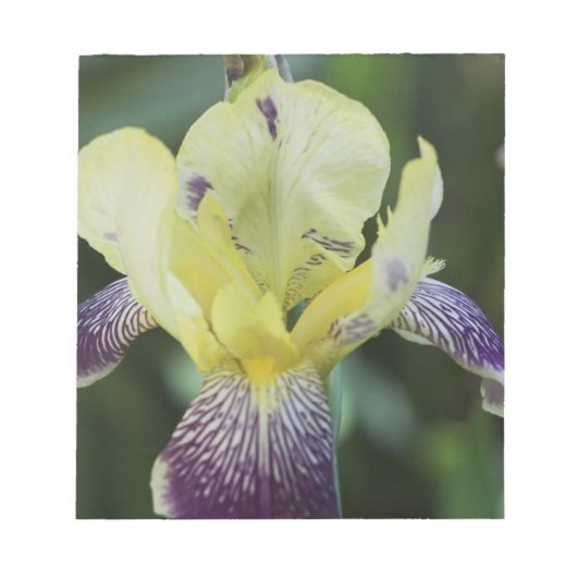 Selten Orchid Notepad Notizblock (Vorderseite)